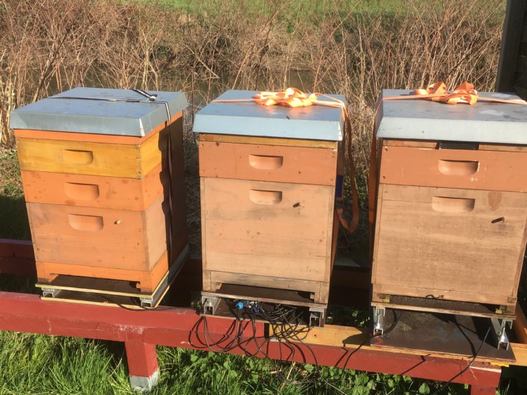 „Flotte“ Bienen KGV Weidenau e.V.